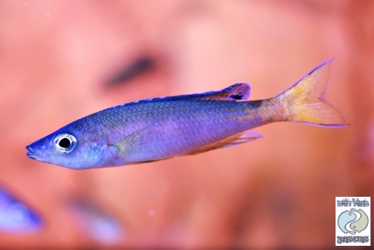 Cyprichromis leptosoma 'Kerenge Island'